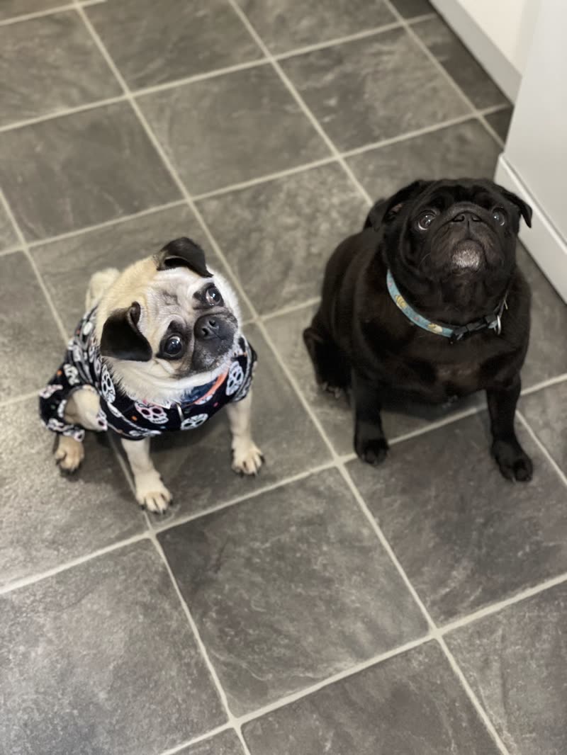 Two pugs, one in a patterned bandana, sitting together on the grey tiled floor of the grooming room