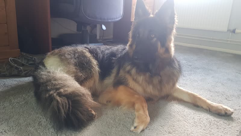 A German shepherd on the carpeted floor beside the undercoat brushed out of its coat