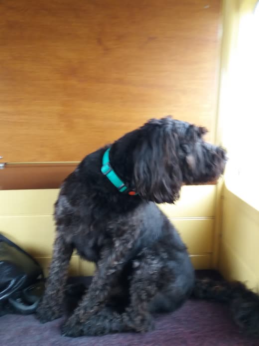 A freshly clipped black cockapoo in a teal collar, sitting in profile after a full groom