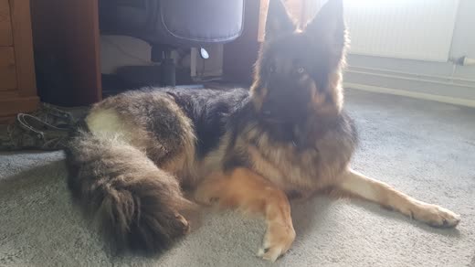 A German shepherd lying beside a large pile of brushed-out undercoat after a de-shedding session