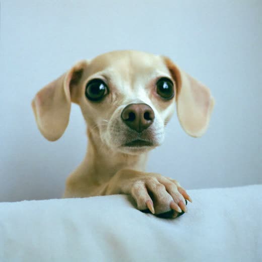 A neatly trimmed dog's paw resting on a towel