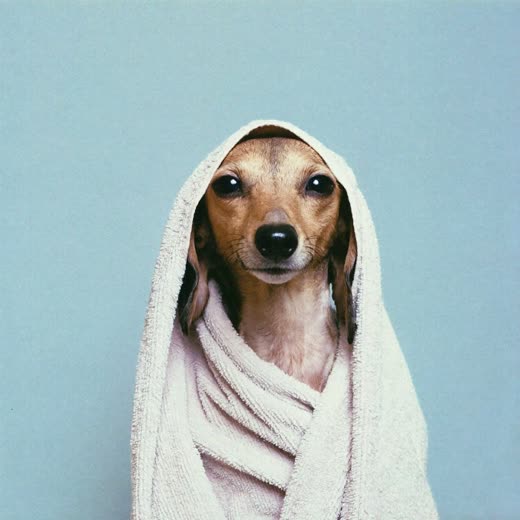 A small dog wrapped in a towel after a bath